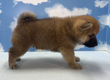 子犬280-3