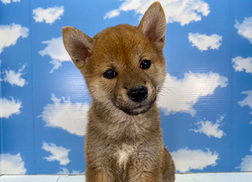 子犬280-5