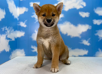 子犬281-1