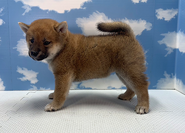 子犬281-2