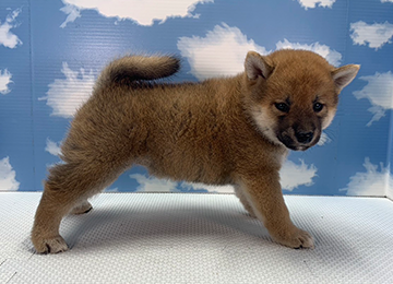 子犬281-3