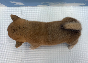 子犬281-4