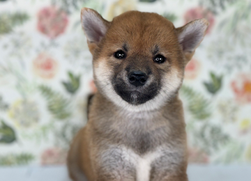 子犬281-5