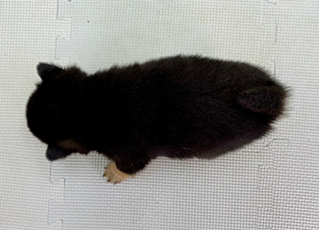 子犬310-4