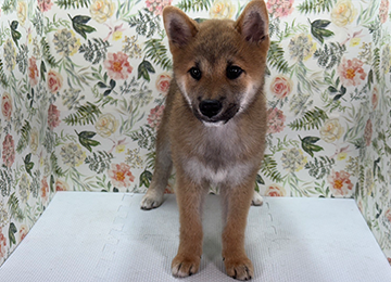子犬320-1
