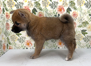 子犬320-2