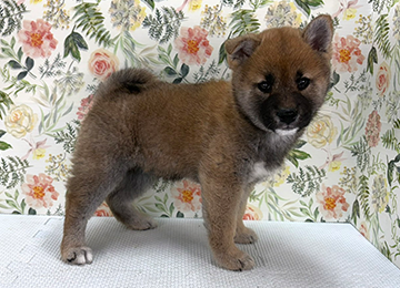 子犬320-3