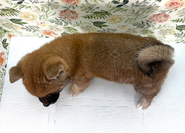 子犬320-4