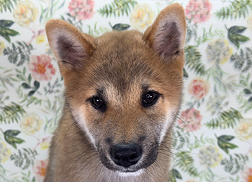 子犬320-1