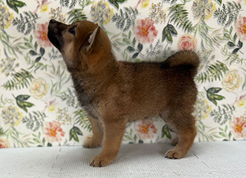 子犬323-2