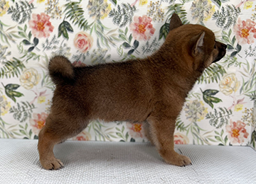 子犬323-3