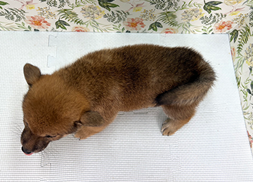 子犬323-4