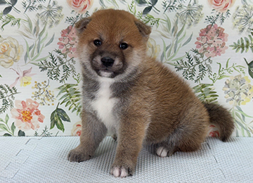 子犬324-1