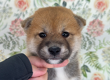子犬324-1