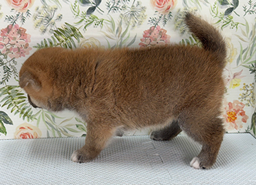 子犬324-2