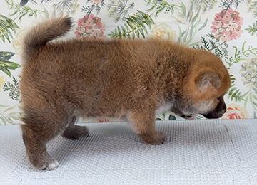 子犬324-3