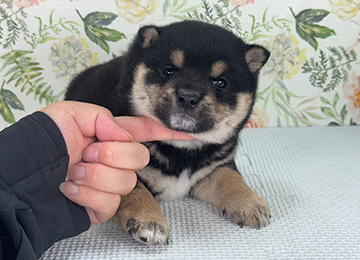 子犬325-1