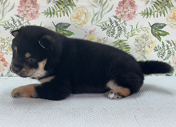 子犬325-2