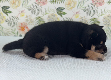 子犬325-3
