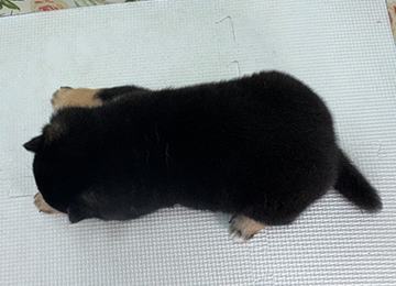 子犬325-4