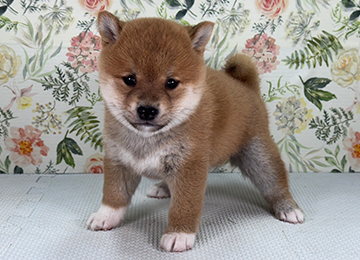 子犬326-1