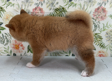 子犬326-2