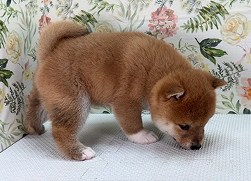 子犬326-3