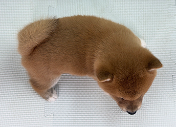 子犬326-4
