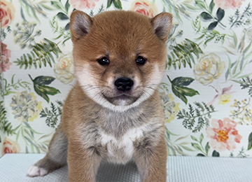 子犬326-5