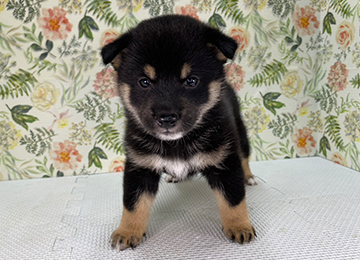 子犬327-1