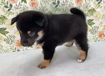 子犬327-2