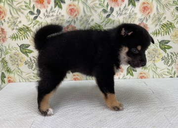 子犬327-3