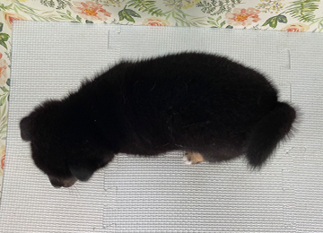 子犬327-4