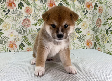 子犬328-1