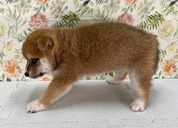 子犬328-2