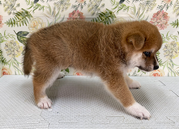 子犬328-3
