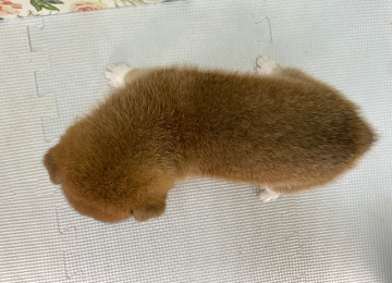 子犬328-4