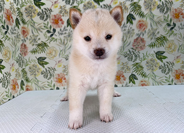 子犬329-1