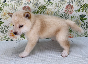 子犬329-2