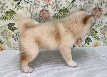 子犬329-3