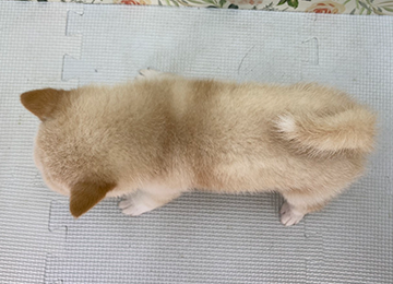 子犬329-4