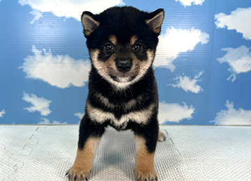 子犬330-1