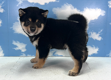 子犬330-2