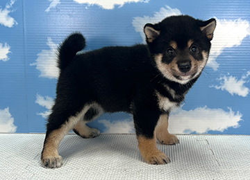 子犬330-3