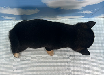 子犬330-4
