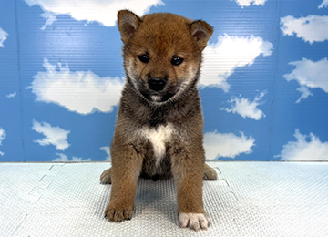 子犬331-1