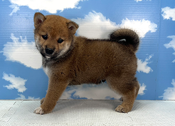 子犬331-2