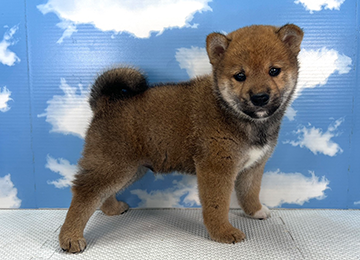 子犬331-3