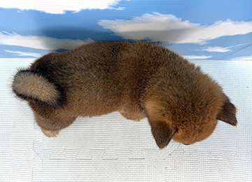 子犬331-4