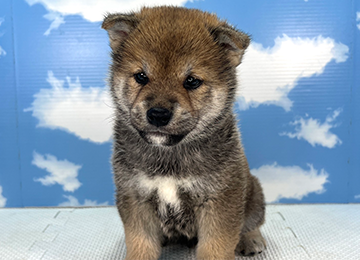 子犬332-1